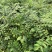 大量批发黄花槐苗黄花槐大苗