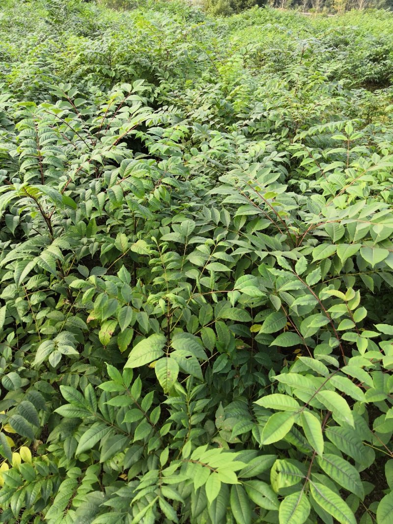 大量批发黄花槐苗黄花槐大苗