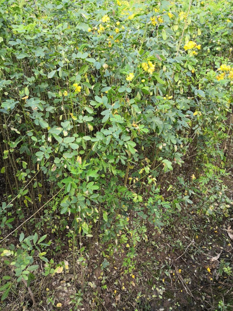 大量批发黄花槐苗黄花槐大苗