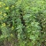 大量批发黄花槐苗黄花槐大苗