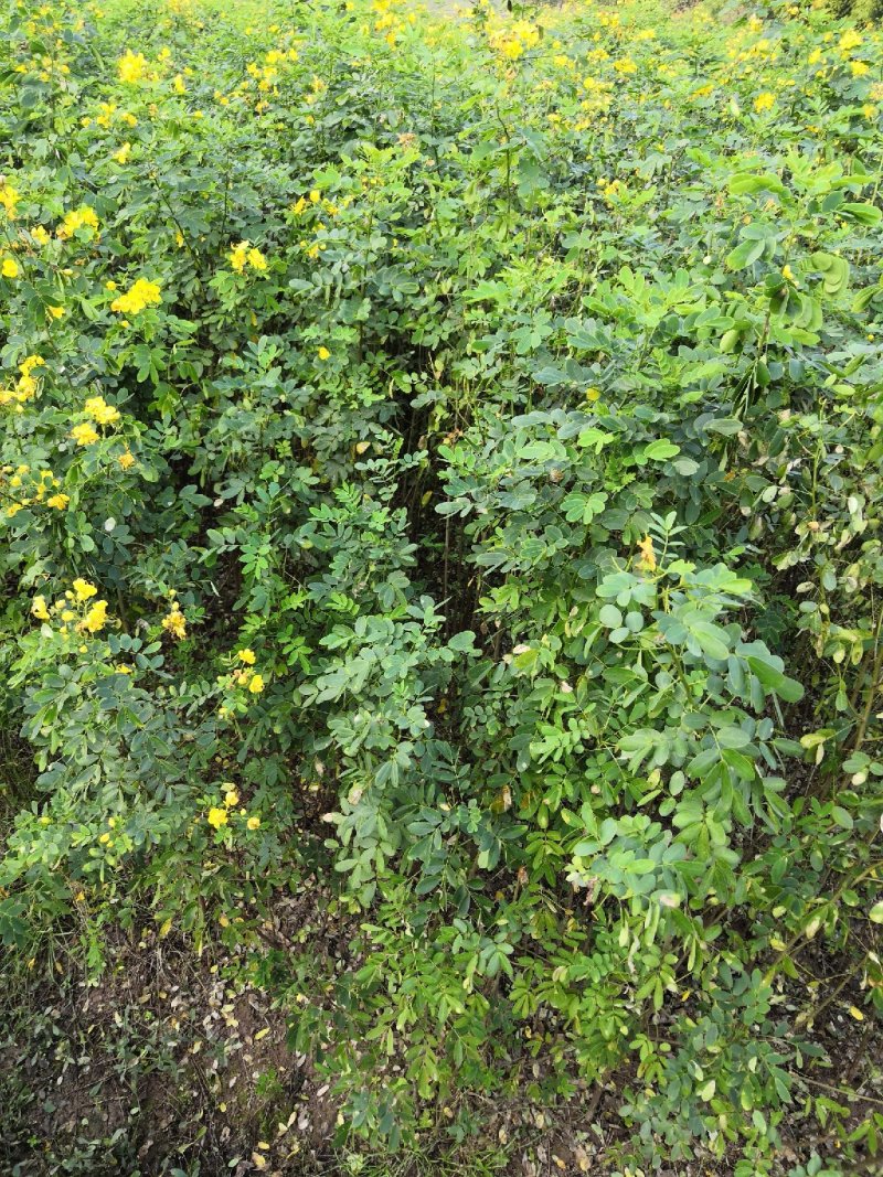 大量批发黄花槐苗黄花槐大苗
