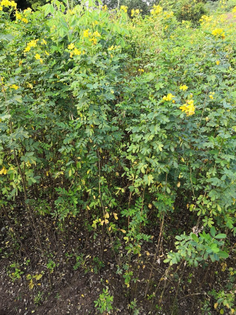 大量批发黄花槐苗黄花槐大苗