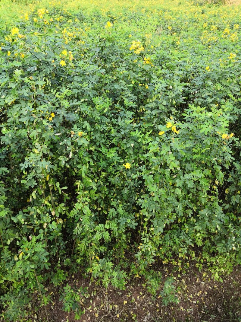 大量批发黄花槐苗黄花槐大苗