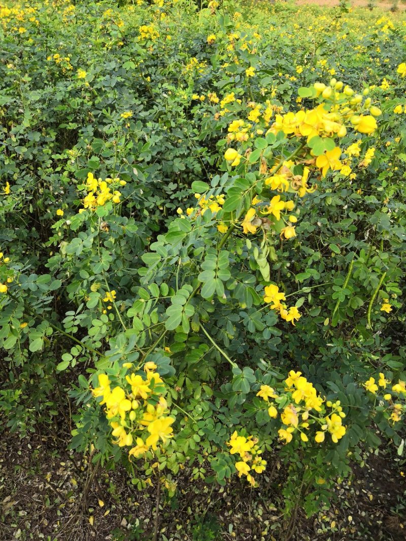大量批发黄花槐苗黄花槐大苗