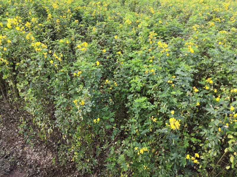 大量批发黄花槐苗黄花槐大苗