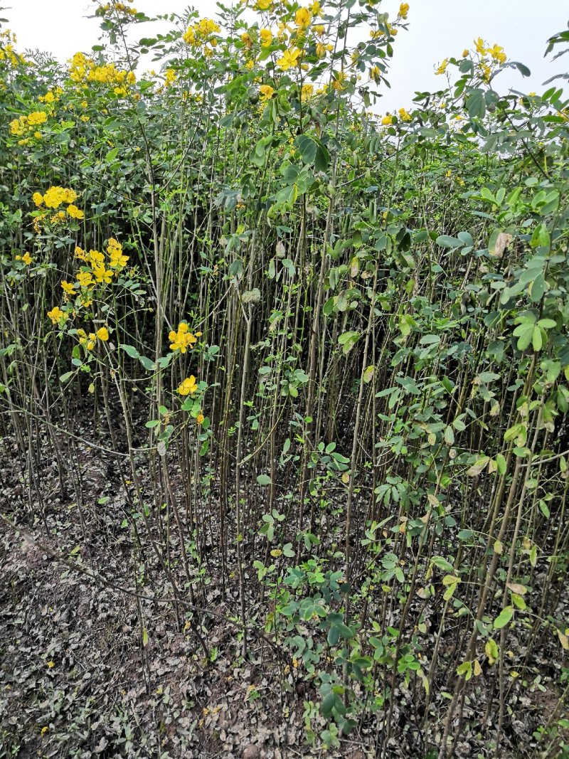 大量批发黄花槐苗黄花槐大苗