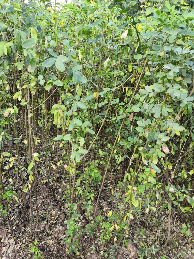 大量批发黄花槐苗黄花槐大苗