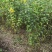 大量批发黄花槐苗黄花槐大苗