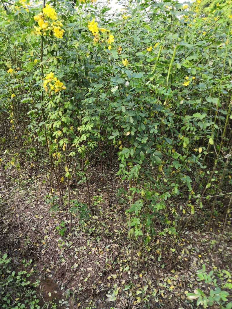 大量批发黄花槐苗黄花槐大苗