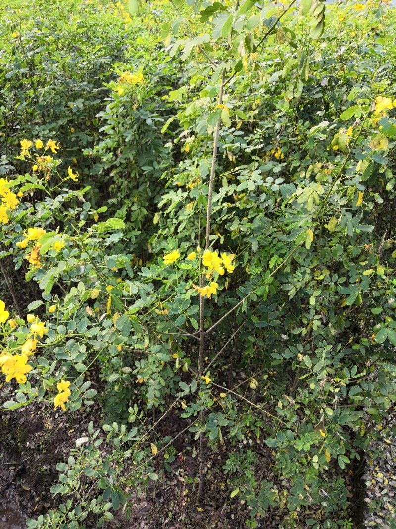 大量批发黄花槐苗黄花槐大苗