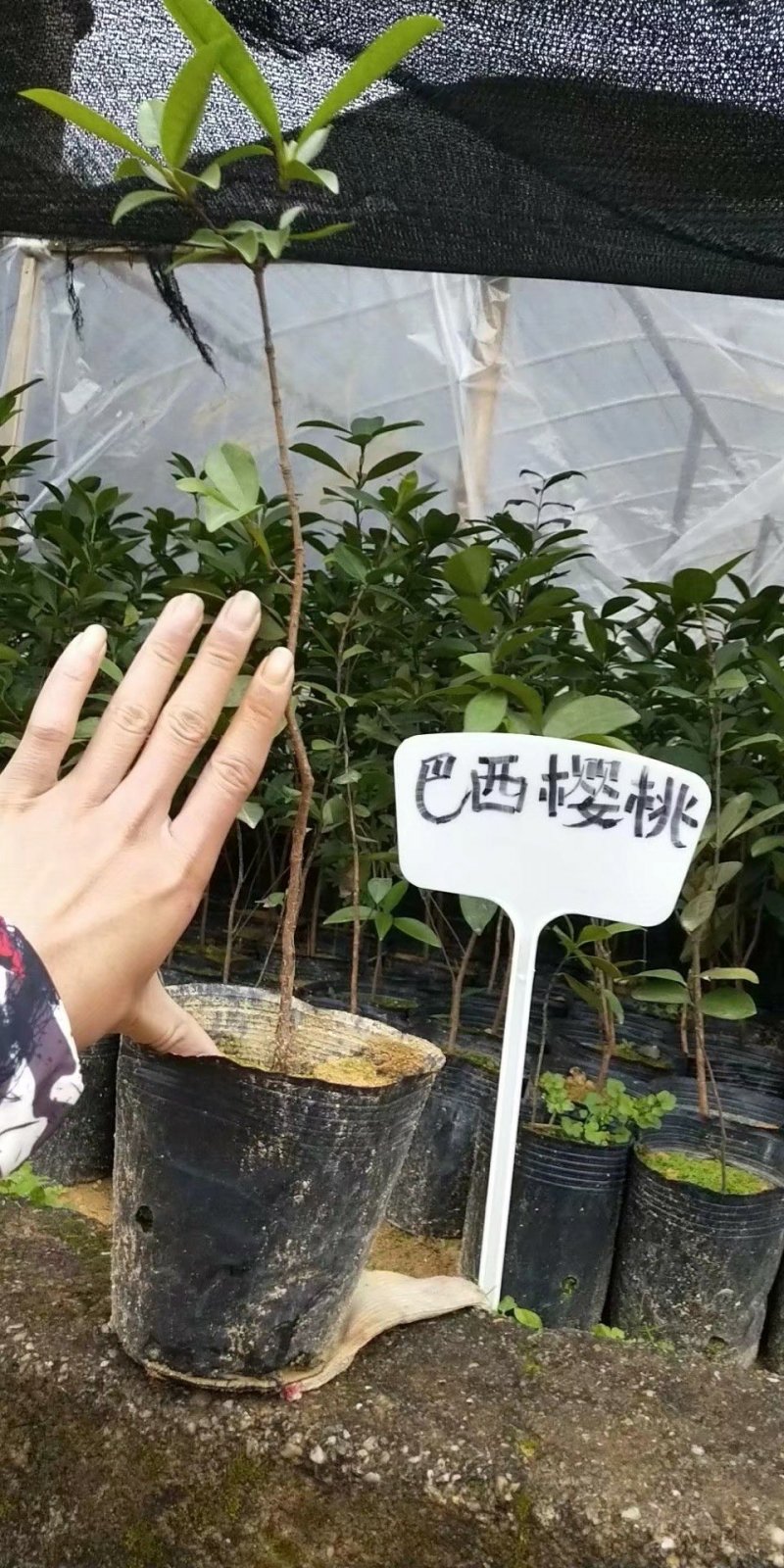 进口芭西樱桃苗樱桃苗巴西樱桃树苗