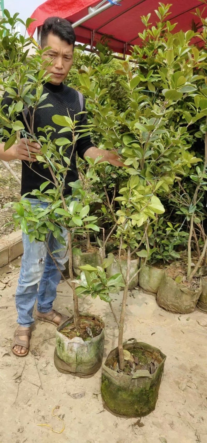 进口芭西樱桃苗樱桃苗巴西樱桃树苗