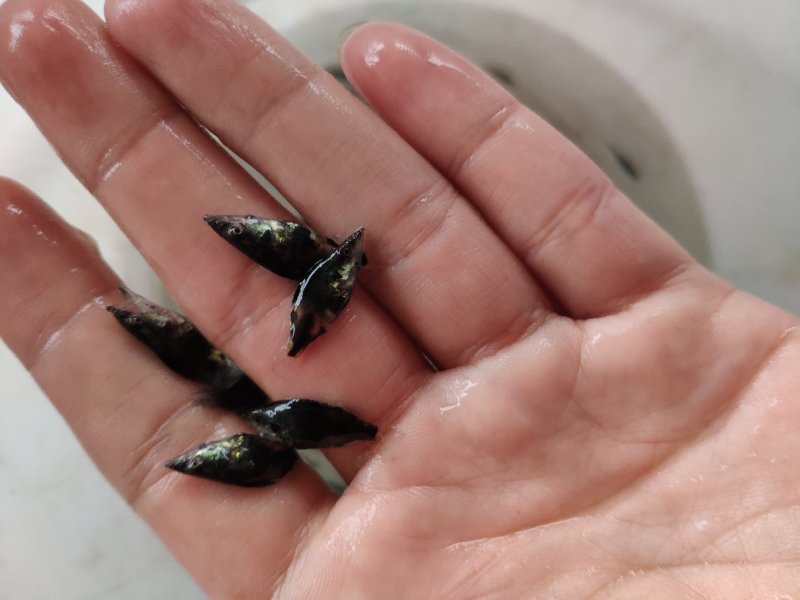 鳜鱼苗/桂鱼苗/斑鳜鱼苗/桂花鱼苗/翘嘴鳜鱼苗/基地直供