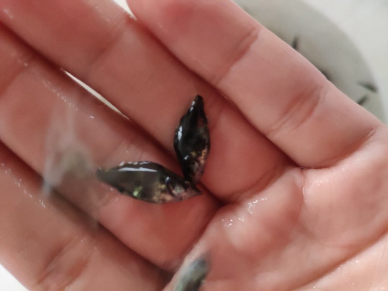 鳜鱼苗/桂鱼苗/斑鳜鱼苗/桂花鱼苗/翘嘴鳜鱼苗/基地直供