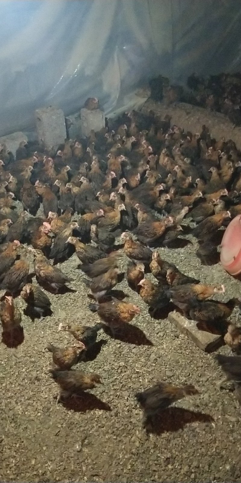 现货贵州血毛土鸡脱温鸡苗