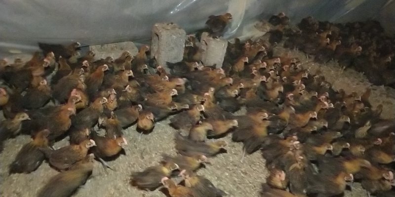 现货贵州血毛土鸡脱温鸡苗