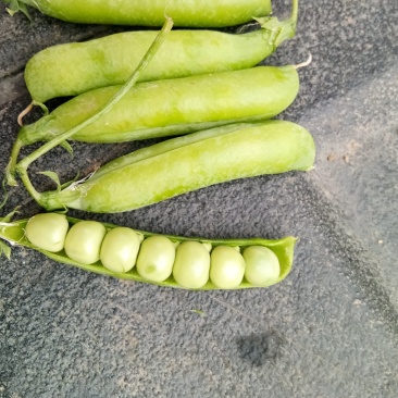 豌豆角大量上市南阳种植基地直发质量保证！