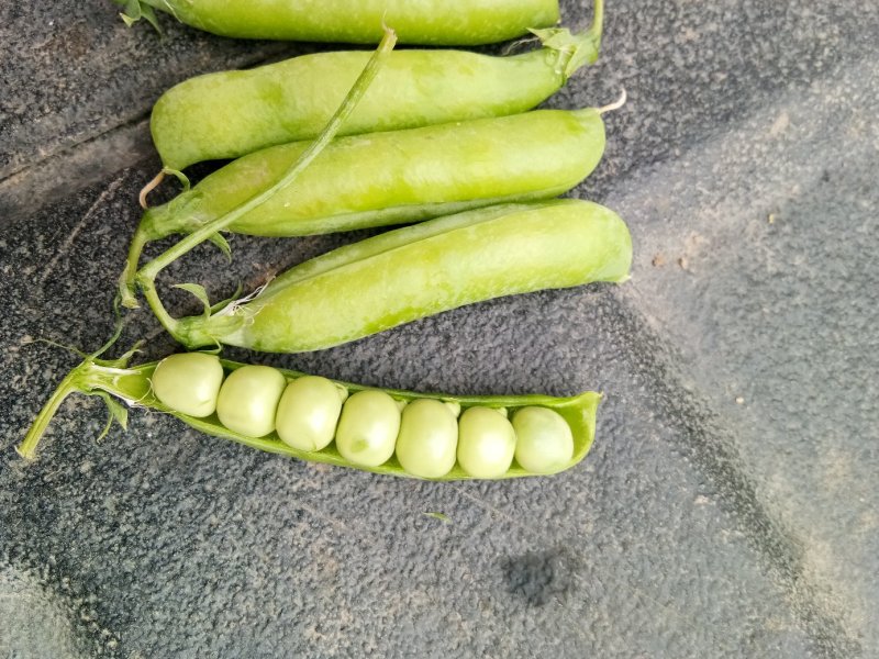 豌豆角大量上市南阳种植基地直发质量保证！