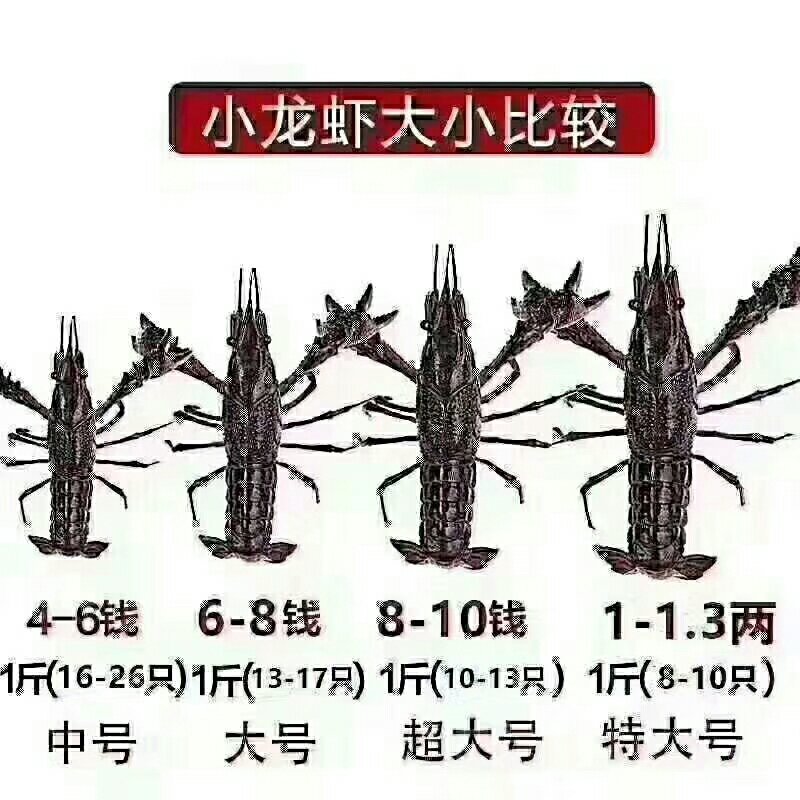 河南信阳基地直供小龙虾