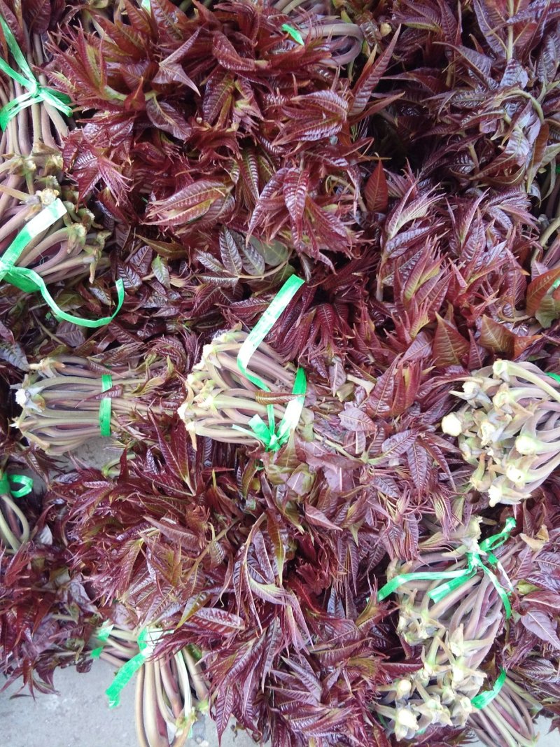 野生露天头茬红香椿芽上市了