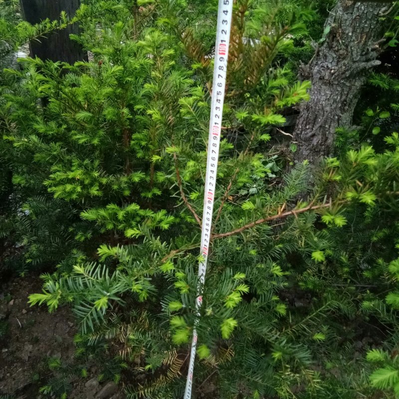 红豆杉