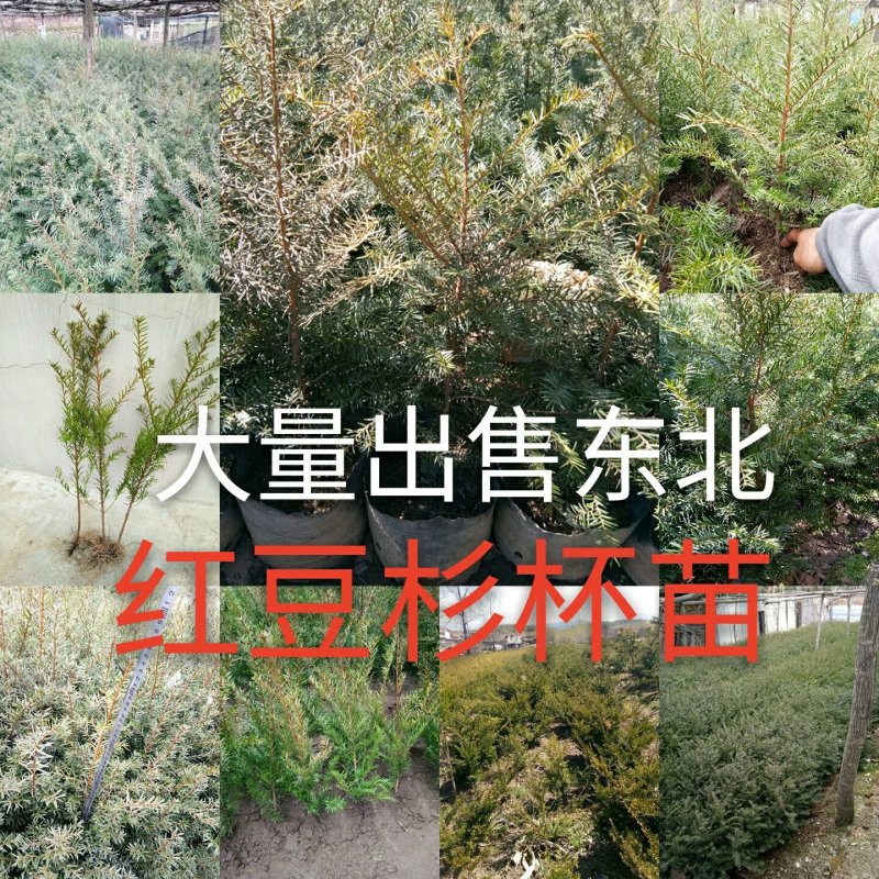 红豆杉