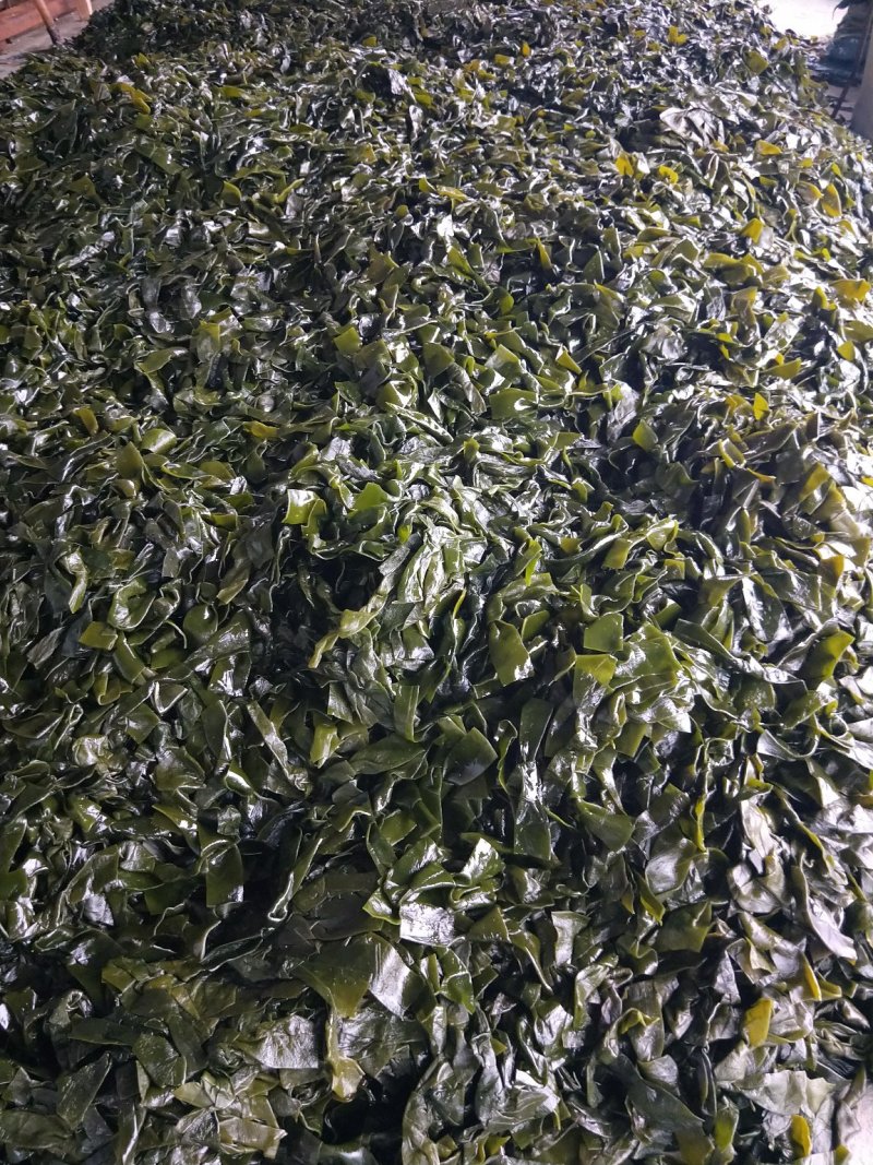 霞浦海带盐渍海带结