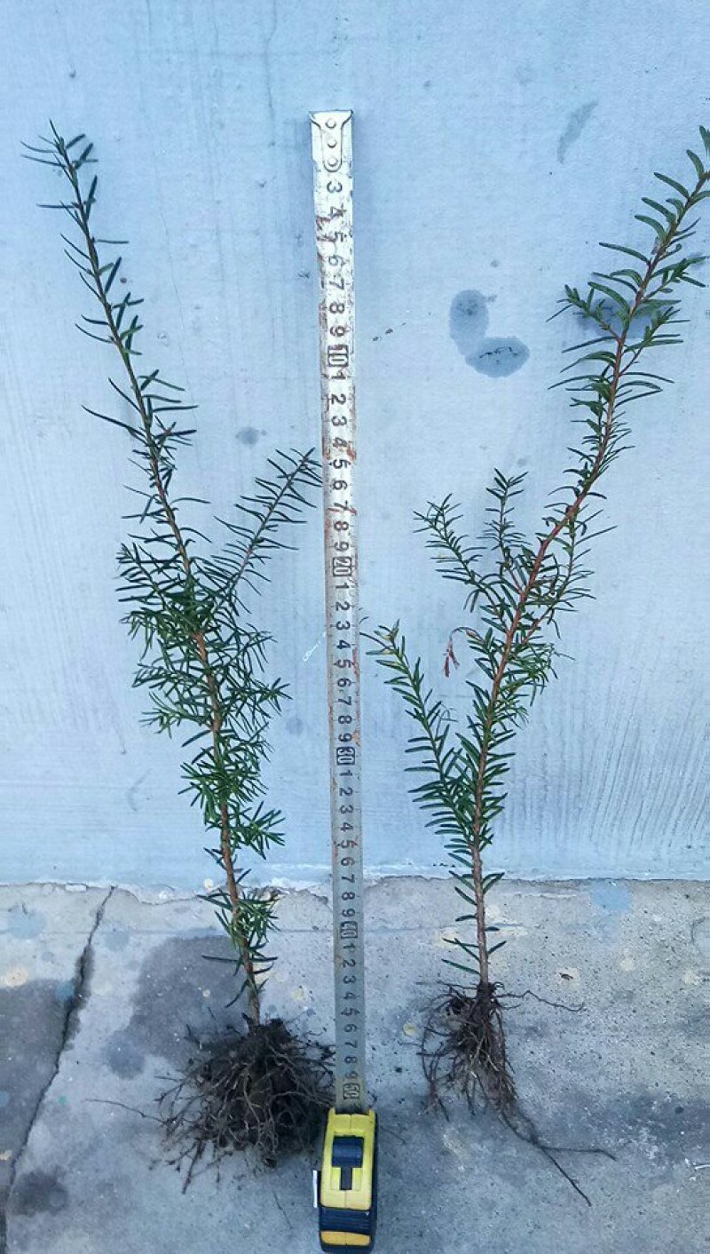 红豆杉