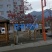 紫叶稠李