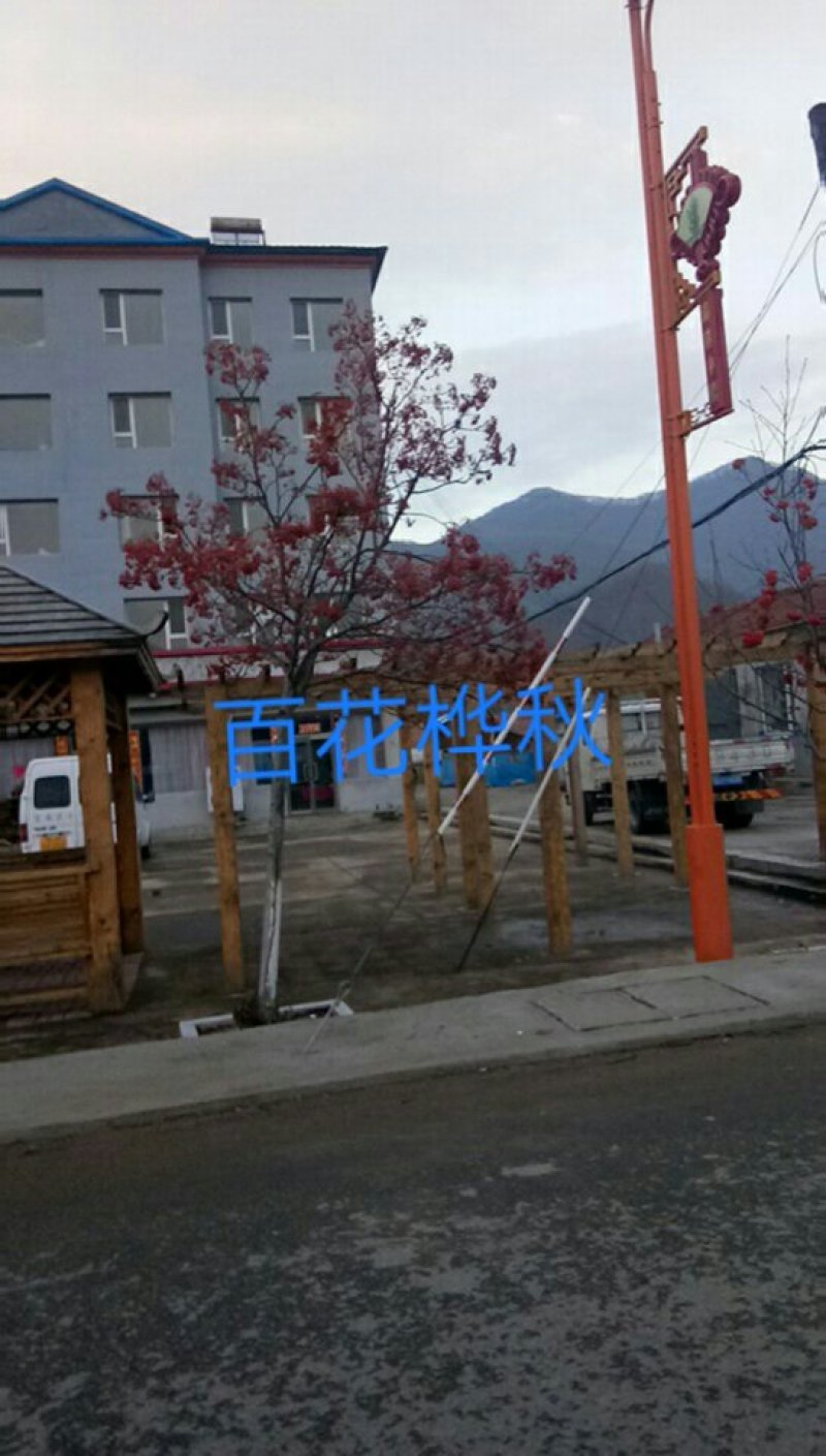 紫叶稠李