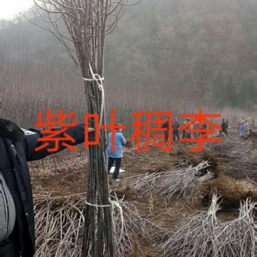 紫叶稠李
