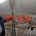 紫叶稠李