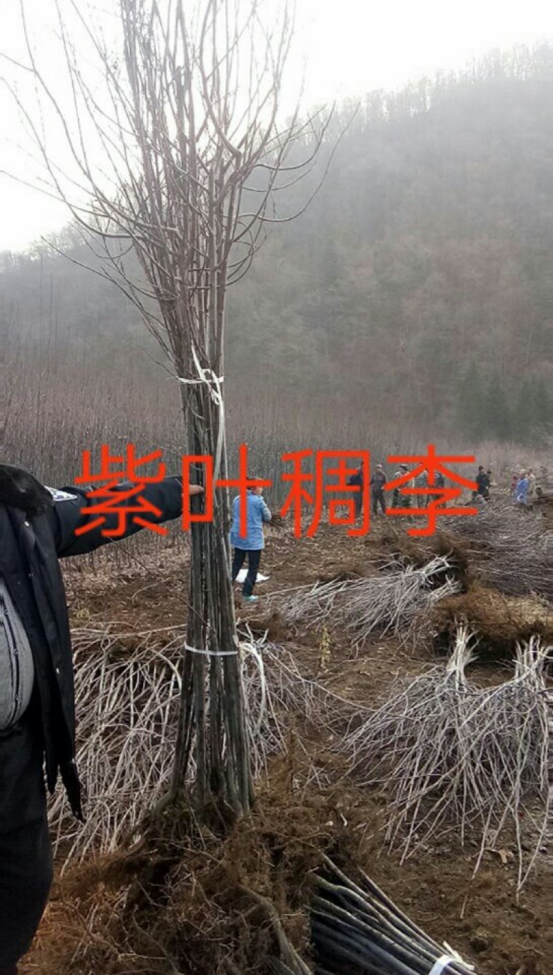 紫叶稠李