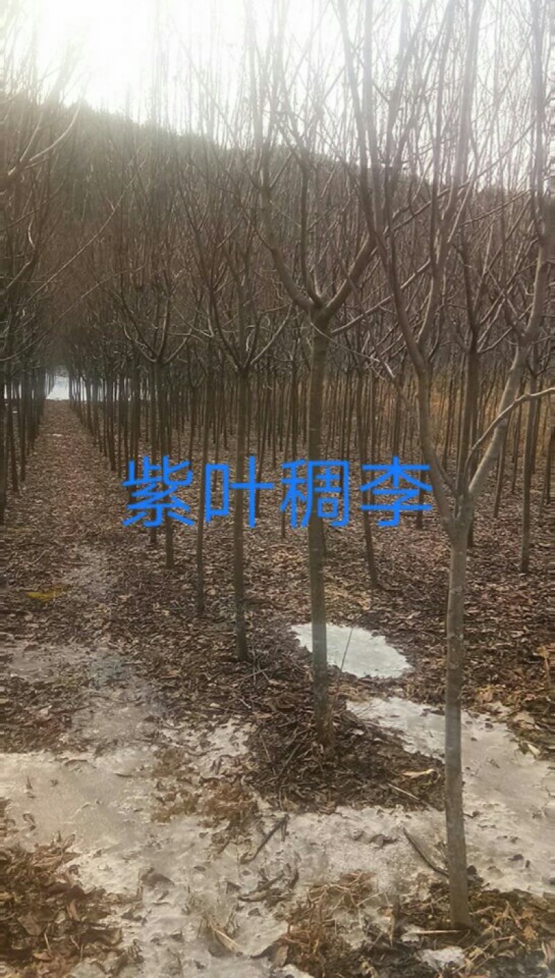 紫叶稠李