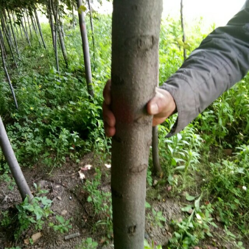 紫叶稠李