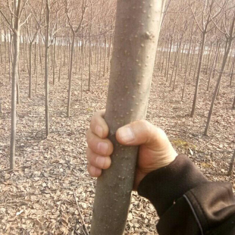 紫叶稠李
