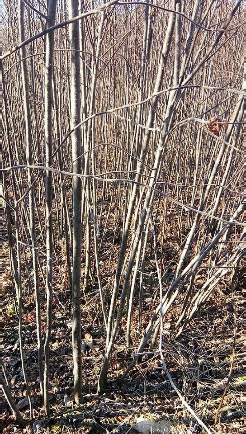 紫叶稠李