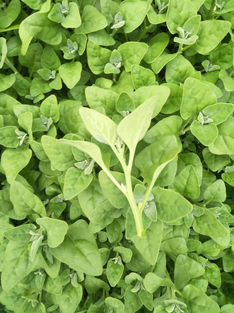 西洋菠菜，凡星，番杏叶，高钙菜，番杏，菜园直供