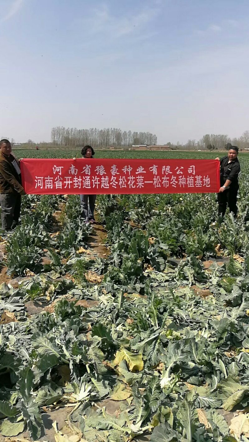 有机花菜【河南开封通许万亩基地直供高质量高标准】