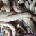 丝瓜络