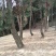 新鲜阳荷笋