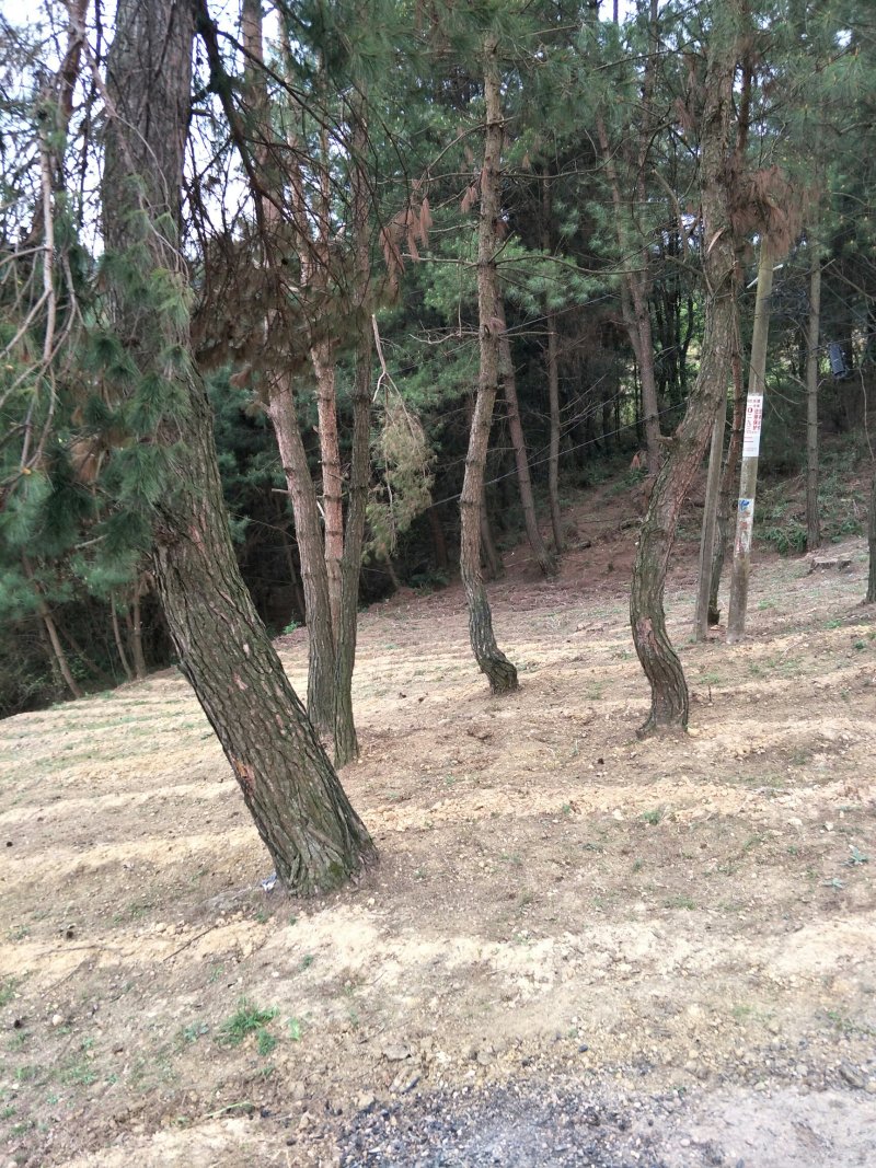 新鲜阳荷笋