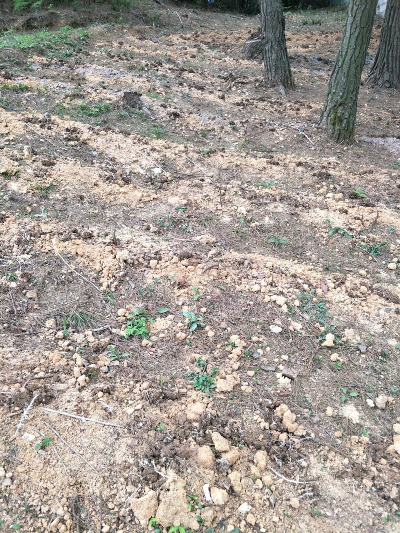 新鲜阳荷笋