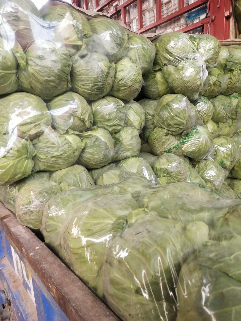 精品甘蓝，货源充足，产地直发，诚信经营，欢迎客商来电