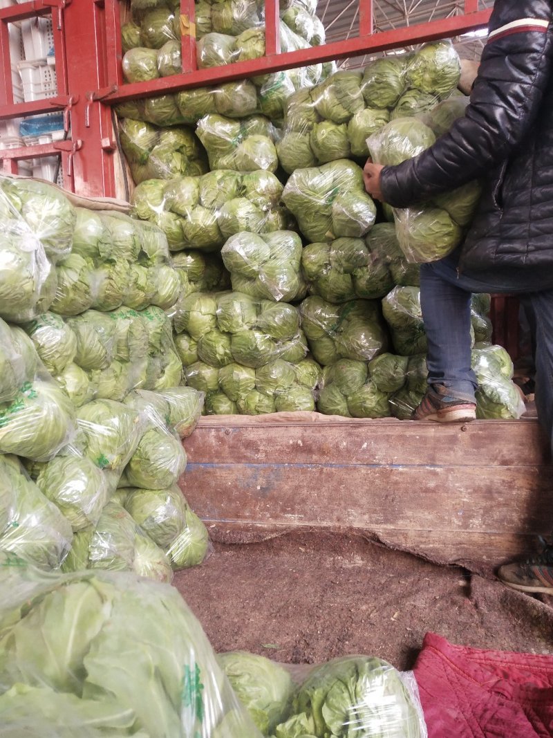 精品甘蓝，货源充足，产地直发，诚信经营，欢迎客商来电
