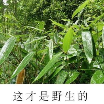 粽子叶，高山辽竹叶