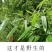 粽子叶，高山辽竹叶
