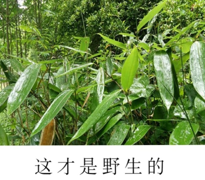 粽子叶，高山辽竹叶