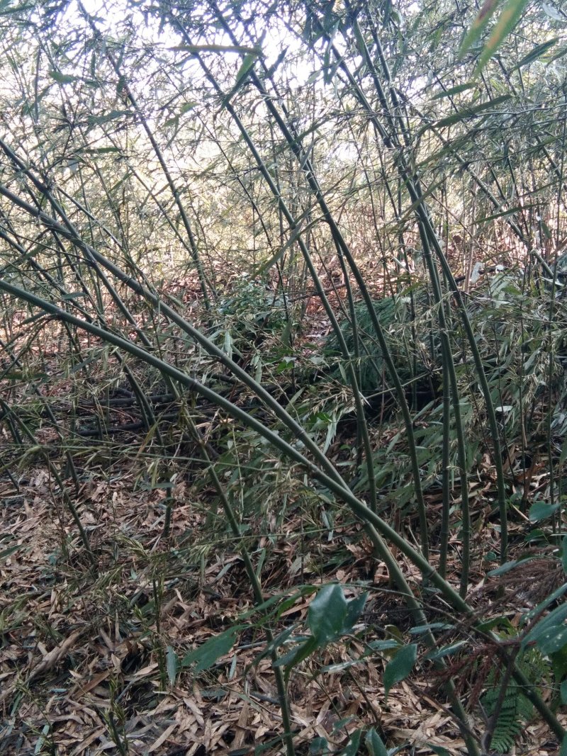 竹笋，竹米
