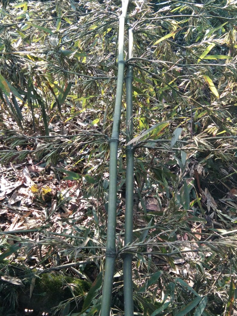 竹笋，竹米